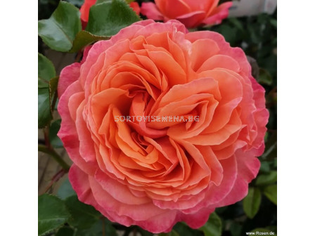 Роза Coral Lions-Rose (флорибунда) серия Fantasia - Kordes -1 брой