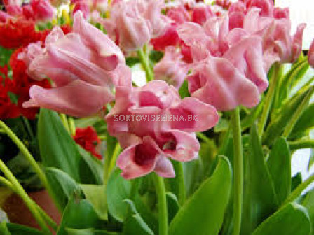 Лале/ Tulip coronet Picture - 1 бр.