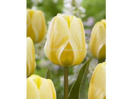 Лале/ Tulip darwin hybrid Cream Cocktail - 1 бр.