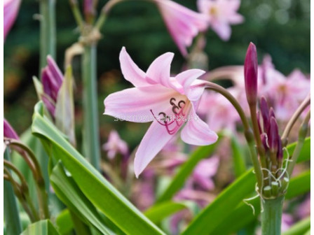 Crinum powellii - размер XXL