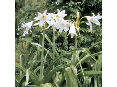 Кринум / Crinum powellii 'Album'/ 1 бр