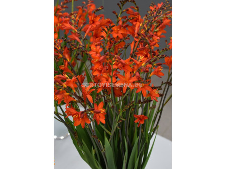 Крокосмия Anna Marie/ Crocosmia crocosmiiflora L.F. 'Anna Marie - 1 бр.