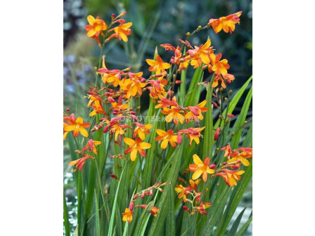 Крокосмия /Crocosmia 'Suzanna'/