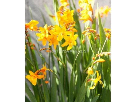 Крокосмия Columbus - Crocosmia crocosmiiflora L.F. Columbus