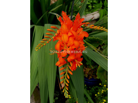 Крокосмия /Crocosmia masonorum/ 