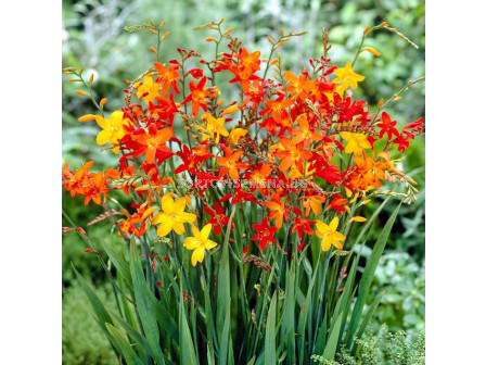 Крокосмия микс дребноцветна - Crocosmia crocosmiiflora S.F. mixture