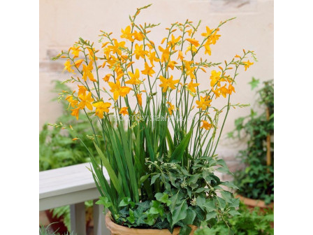 Крокосмия /Crocosmia 'Voyager'/