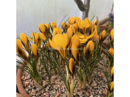 Минзухари  / Crocus chrysanthus 'Goldilocks' / 1 бр
