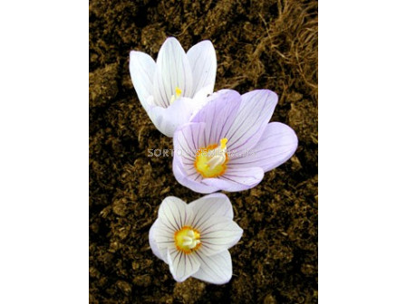 Минзухар (Crocus) kotschyanus - 1бр