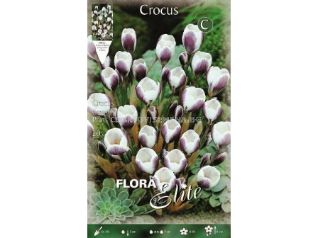 Минзухари (Crocus) Prins Claus