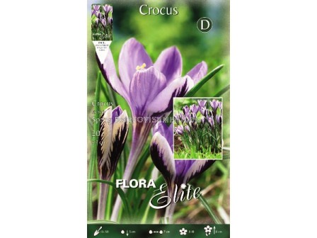 Минзухари (Crocus) Spring Beauty