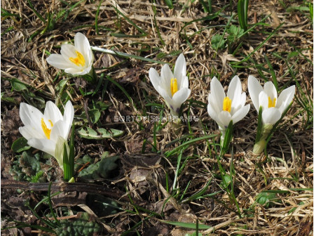 Минзухари/ Crocus vernus ssp albiflorus - 1 бр.