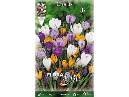 Минзухари (Crocus) Big Flowering Mix 