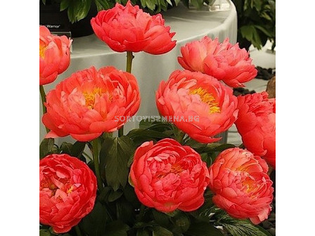 Божур /Paeonia Coral sunset / 1 корен