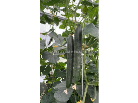 Семена краставици (дългоплодни) НОВ TSX-CU237 F1 - 250 семена