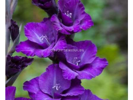 Гладиол/ Gladiolus butterfly 'Cum Suis' 10/12 - 1 бр.