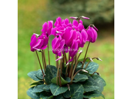 Циклама /Cyclamen persicum/ 1 бр