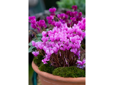 Циклама/ Cyclamen hederifolium размер XXL