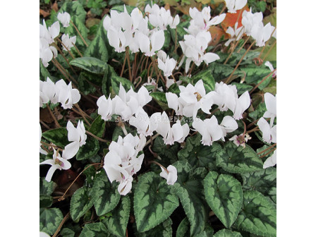 Циклама бяла /Cyclamen hederifolium 'Album'/ 10/12 1 бр
