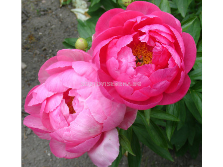 Божур /Paeonia Cytherea / 1 корен