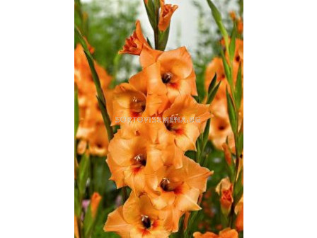 гладиол (Gladiolus) Esta Bonita