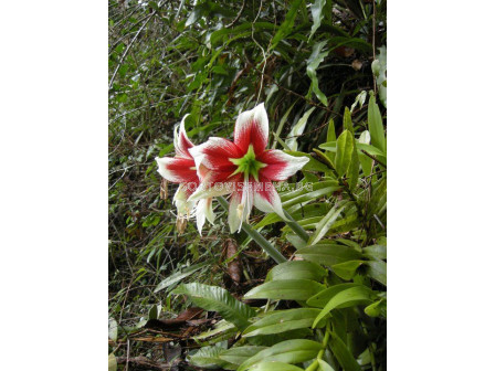 Амарилис-земен /Hippeastrum leopoldii red/ 1 бр