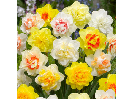 Нарциси кичести микс/ Narcissi double mixed - 1 бр.