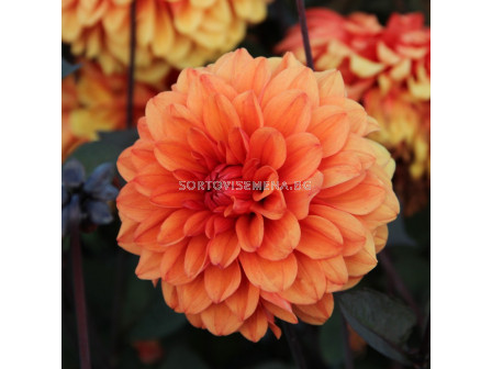 Далия David Howard - Flora Elite 'Packs' elite Dahlia decorative David Howard