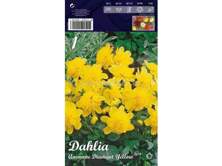 Далия (Dahlia) Anemone Diamant Yellow (ниска) 
