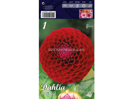 Далия Ball Red - Dahlia Ball Red 