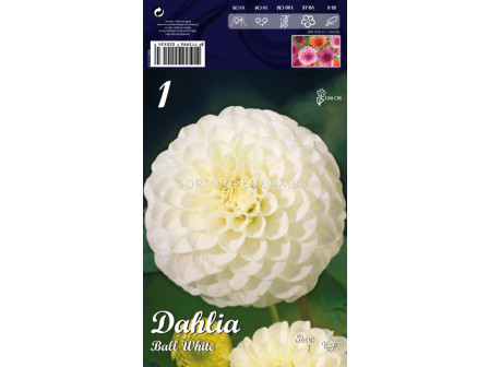 Далия Ball White - Dahlia Ball White