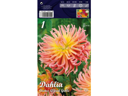Далия (Dahlia) Cactus Alfred grille