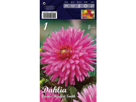 Далия (Dahlia) Cactus Herbert Smith 