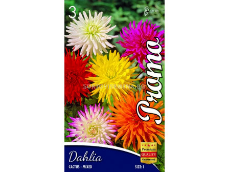 Далия Cactus Mix (5 корена) - Dahlia Cactus Mix (5 roots)