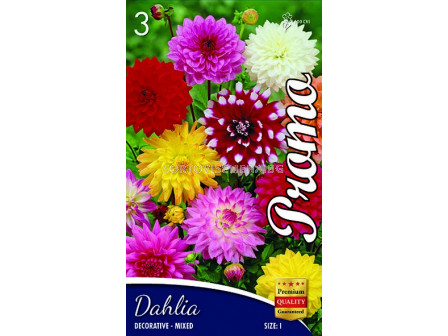 Далия (Dahlia) Decorativa Mix 