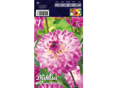 Далия (Dahlia) Decorative Christine