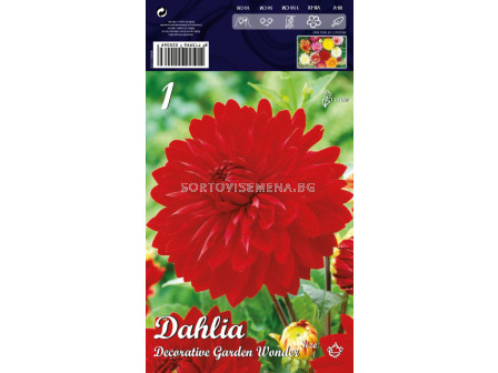 Далия (Dahlia) Decorative Garden Wonder