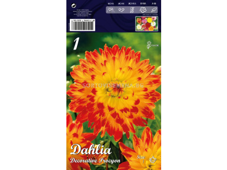 Далия (Dahlia) Decorative Procyon