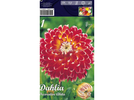 Далия Dekorativa Akita - Dahlia Dekorativa Akita