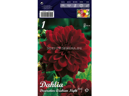 Далия (Dahlia) Dekorativa Arabian Night