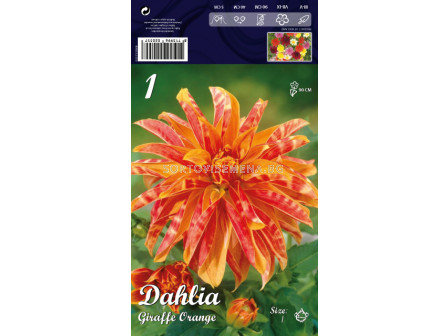 Далия Giraffe Orange - Dahlia Giraffe Orange