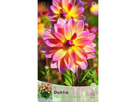 далия Pacific Ocean - dahlia Pacific Ocean