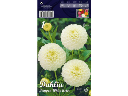 Далия (Dahlia) Pompon White Aster 