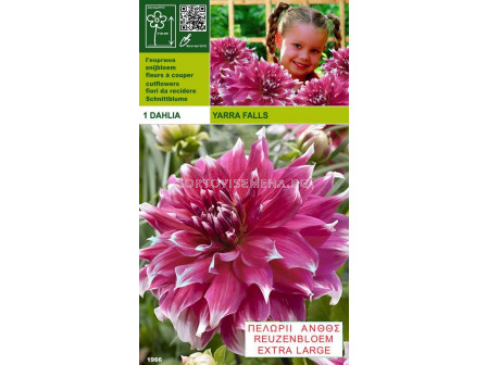 Далия (Dahlia) Yarra Falls