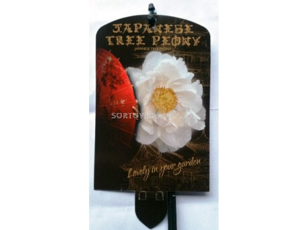 Дървовиден божур (Peony tree) Shimane-renkaku Wit - Бял 