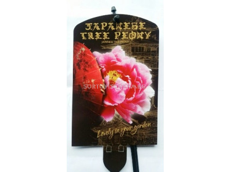 Дървовиден божур (Peony tree) Kao Donkerrose - Тъмно розов 