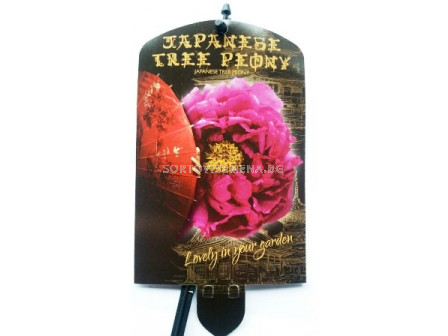 Дървовиден божур (Peony tree) Shimadijin  Paars - Виолетов