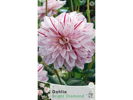 Далия Bright Diamond - Dahlia Bright Diamond