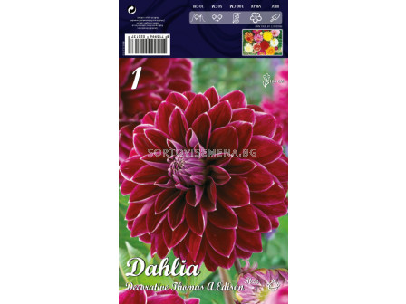 Далия (Dahlia) Decorative Thomas A.Edison