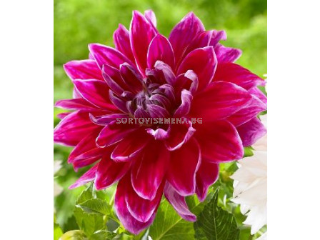 далия (Dahlia) Decorative 'Dinnerplate' Mero Star 